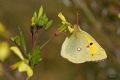 Colias crocea